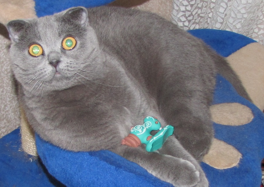 Швейний USB котик